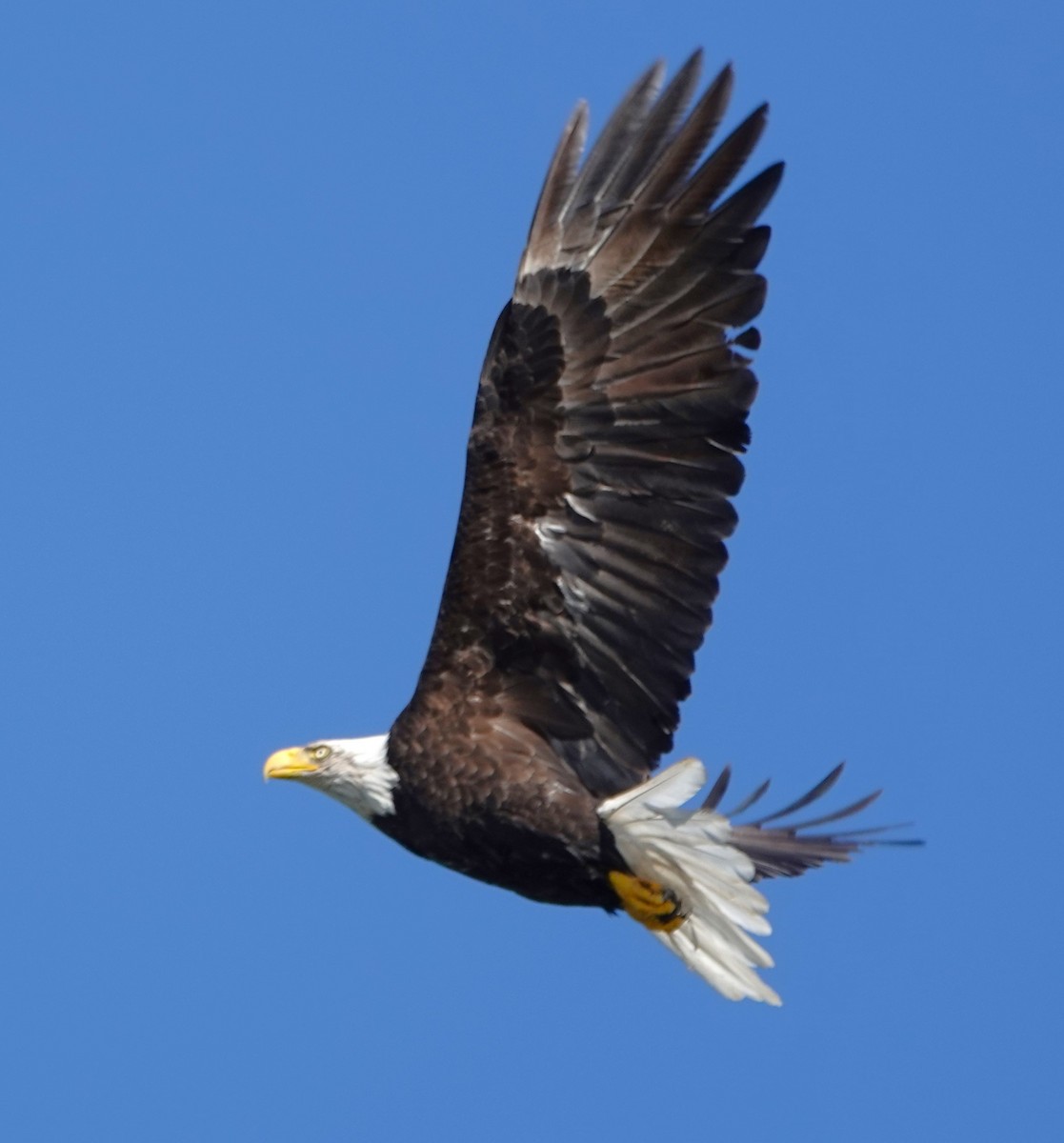 Bald Eagle - Peter Blancher