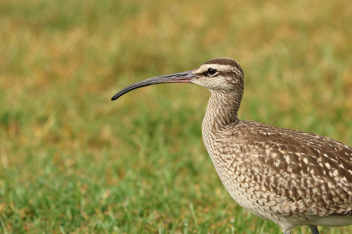 Regenbrachvogel - ML624227276