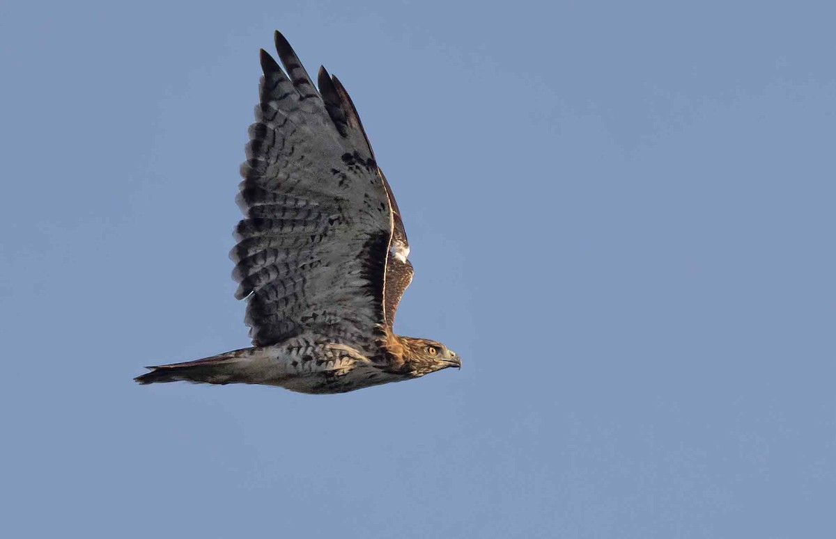 Red-tailed Hawk - ML624227277