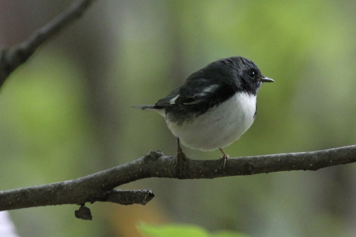 Black-throated Blue Warbler - Pierre Bergeron