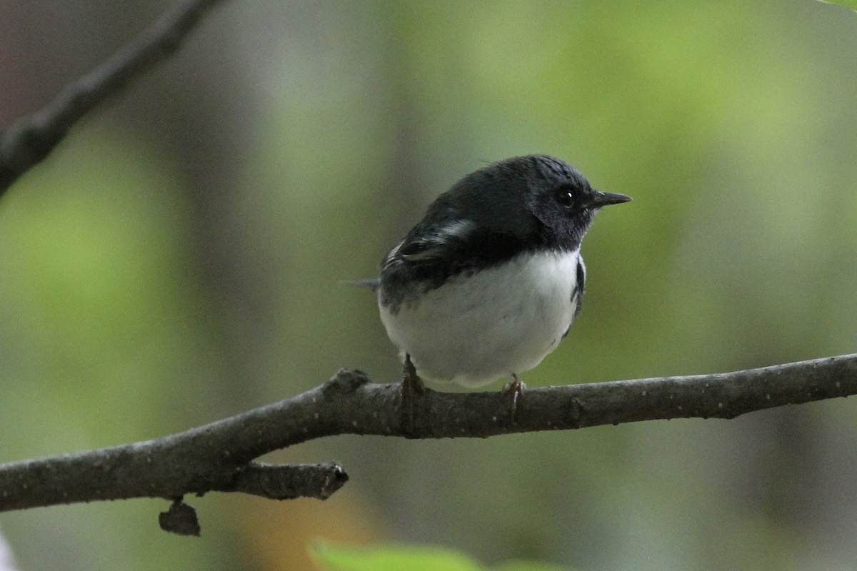 Black-throated Blue Warbler - Pierre Bergeron