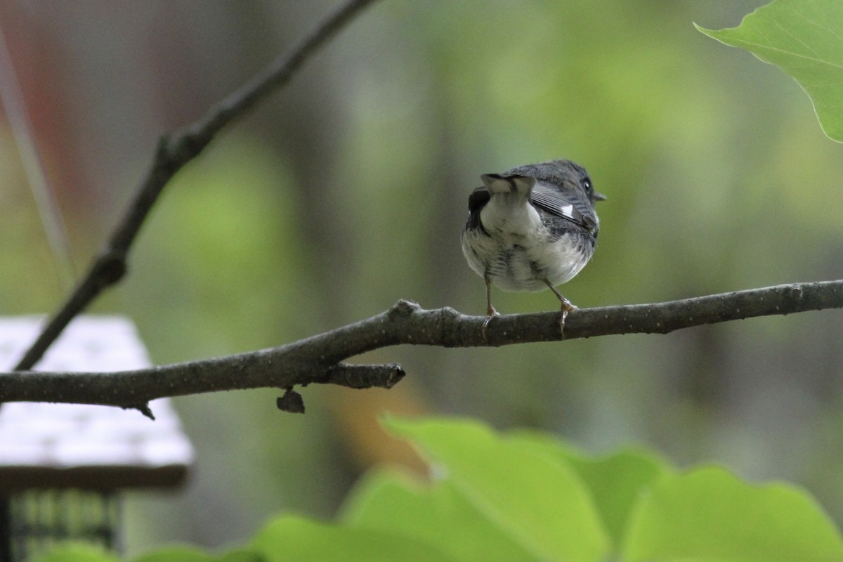 Black-throated Blue Warbler - Pierre Bergeron