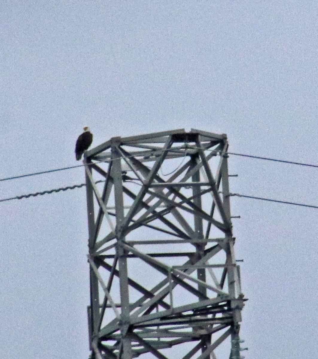 Bald Eagle - ML624227281