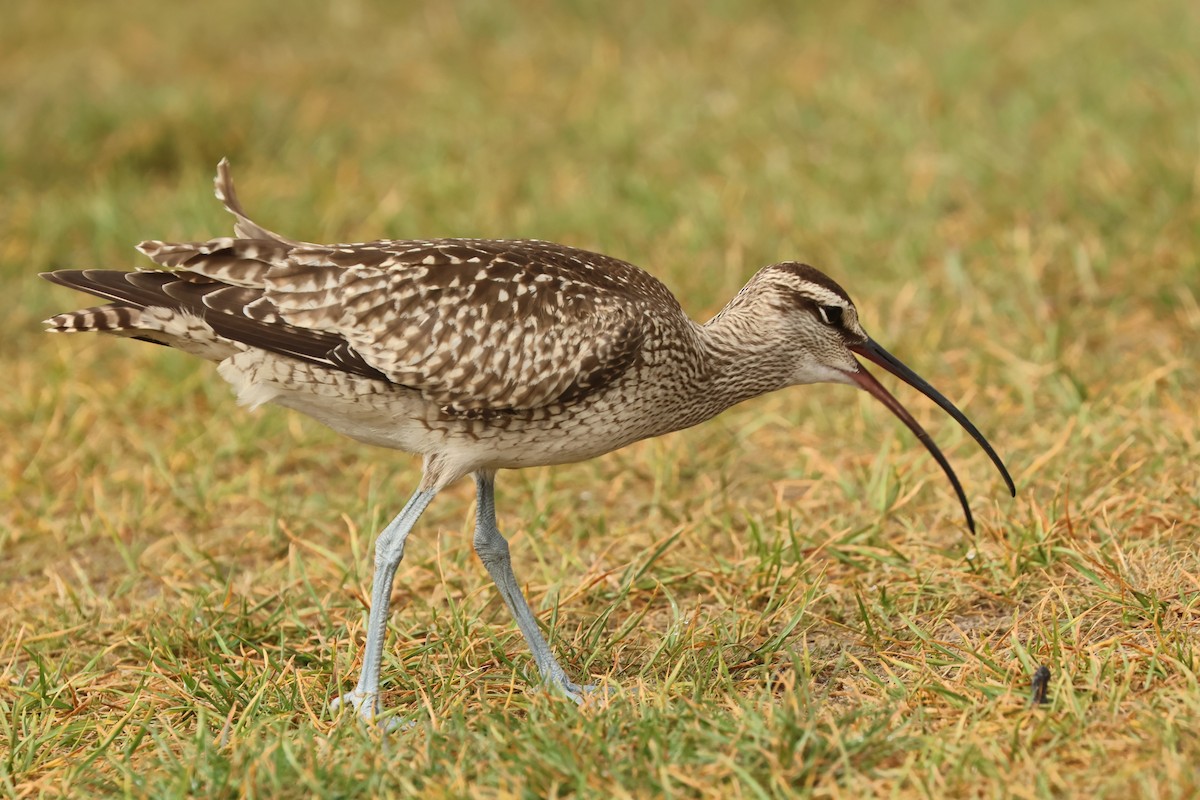 Whimbrel - ML624227282