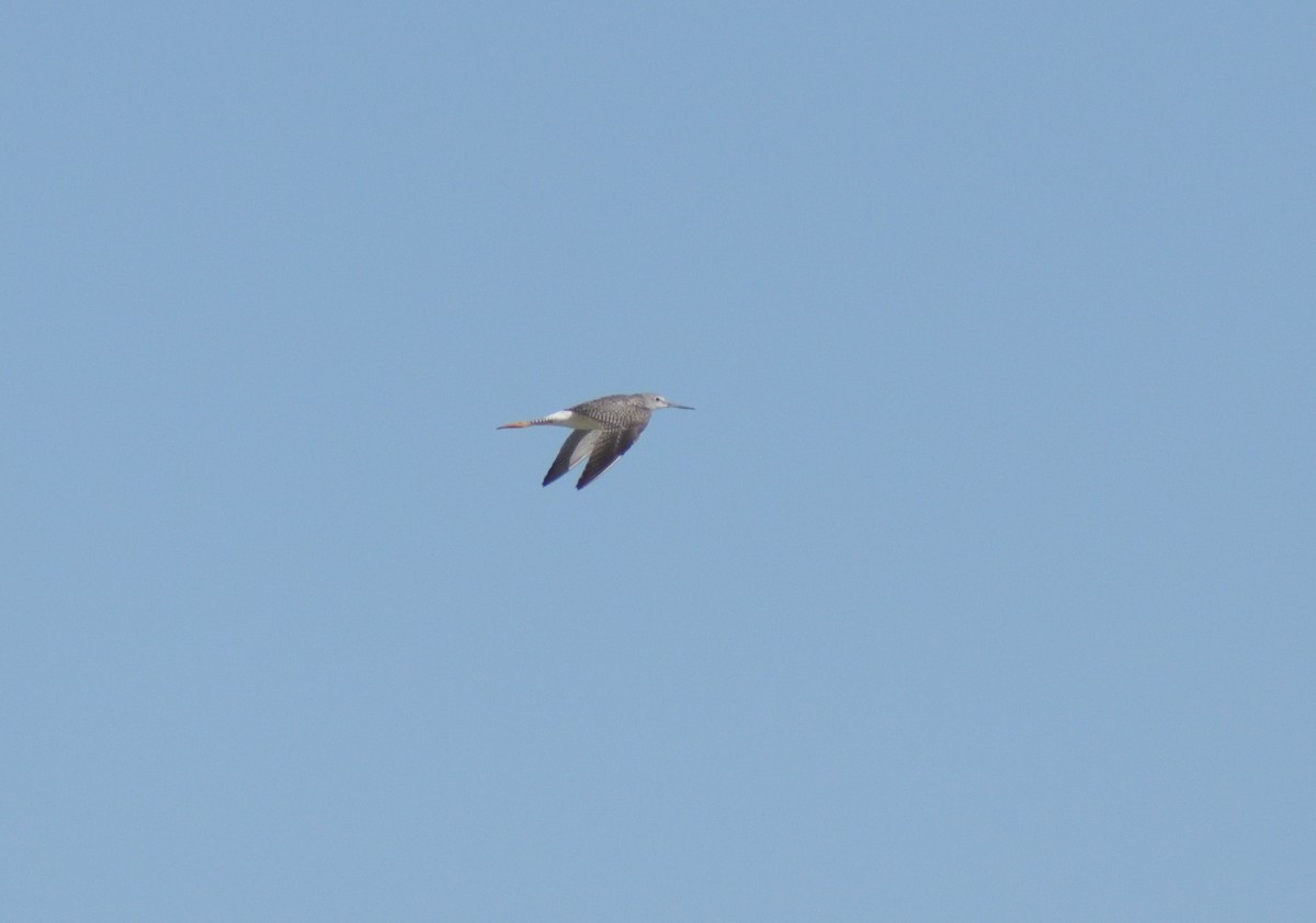 Greater Yellowlegs - ML624227283