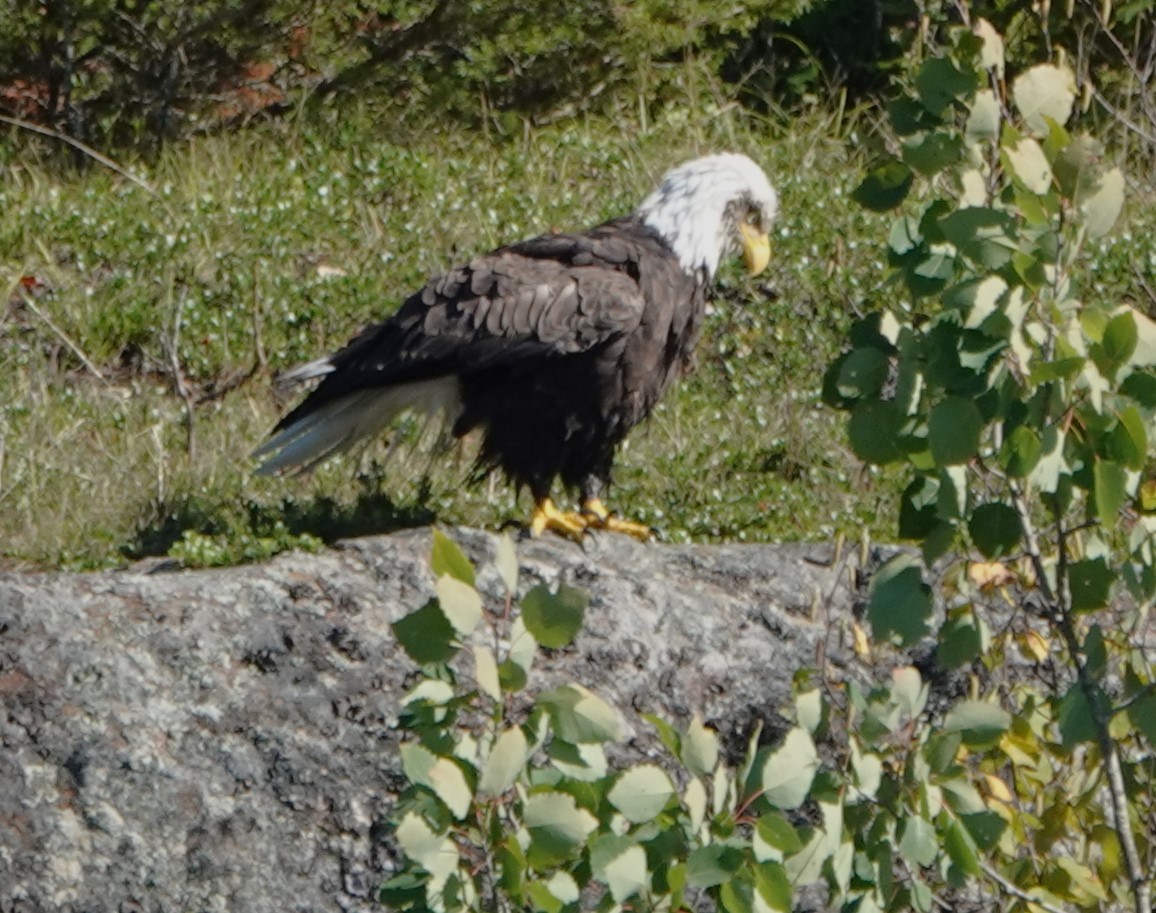 Bald Eagle - ML624227284