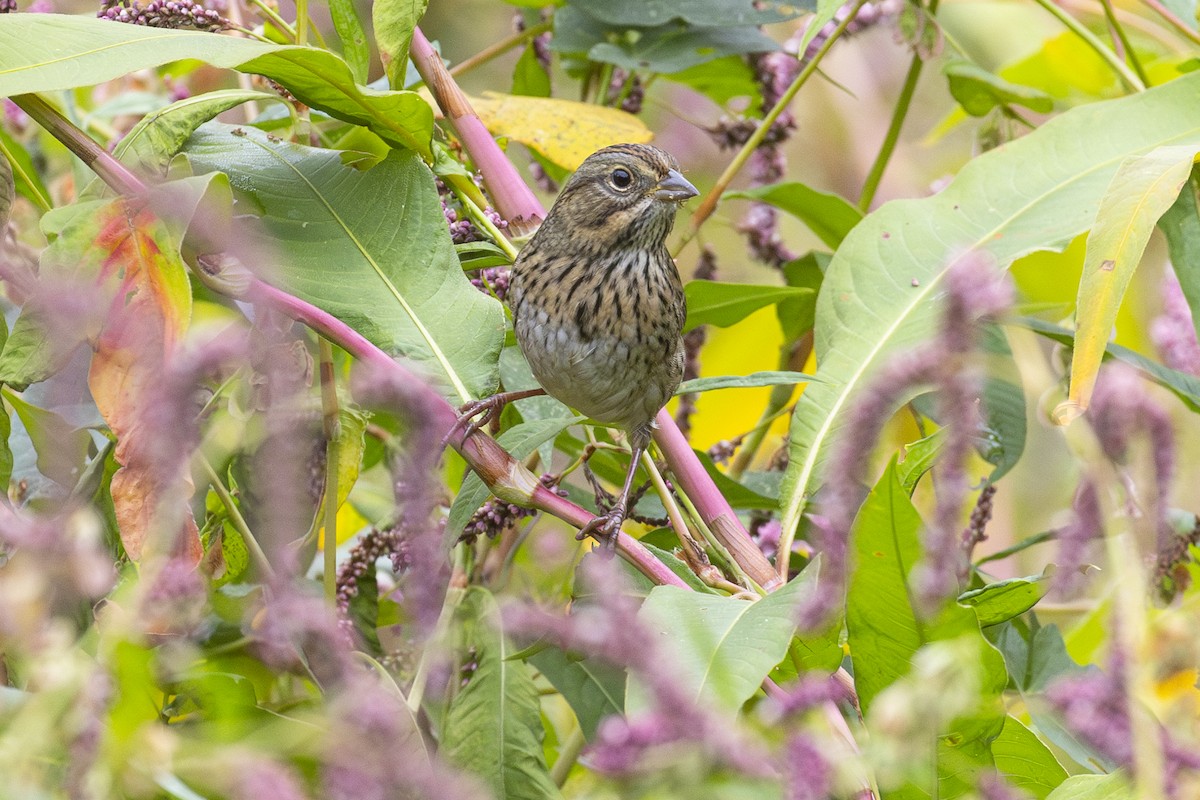 Lincoln's Sparrow - ML624227285