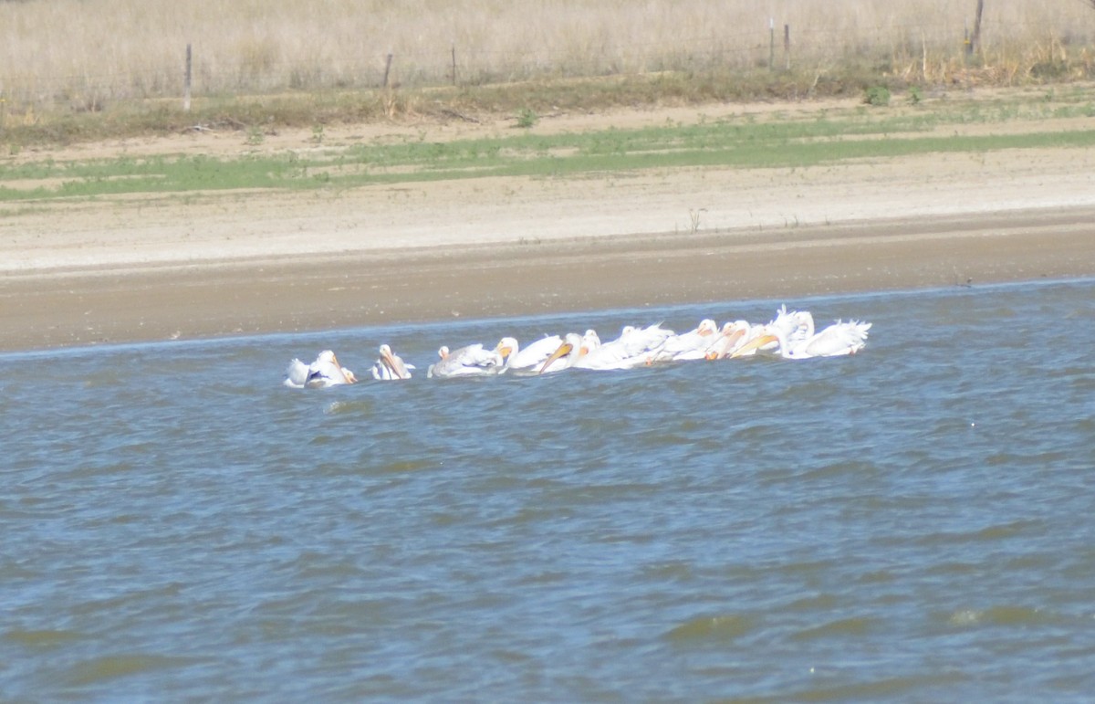 American White Pelican - ML624227286