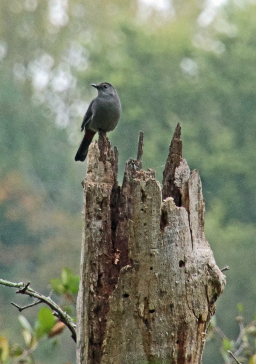 Gray Catbird - ML624227288