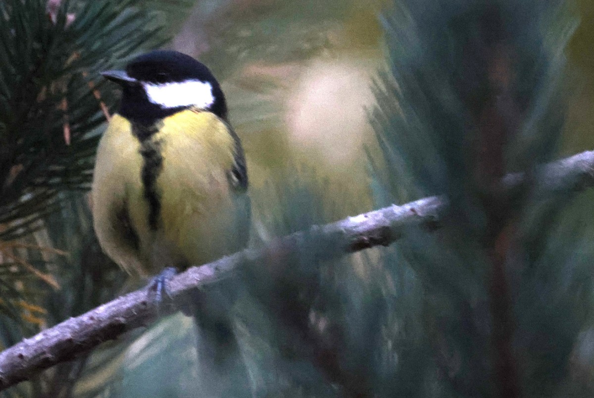 Great Tit - ML624227290