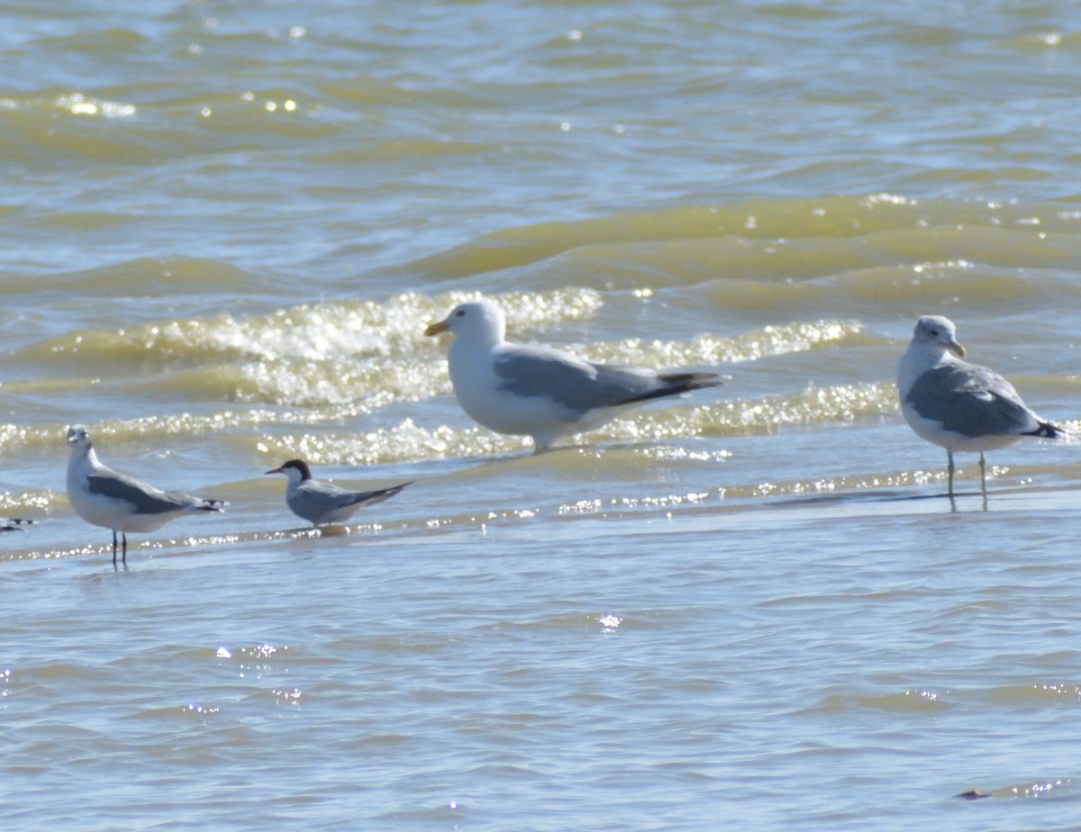 California Gull - ML624227291