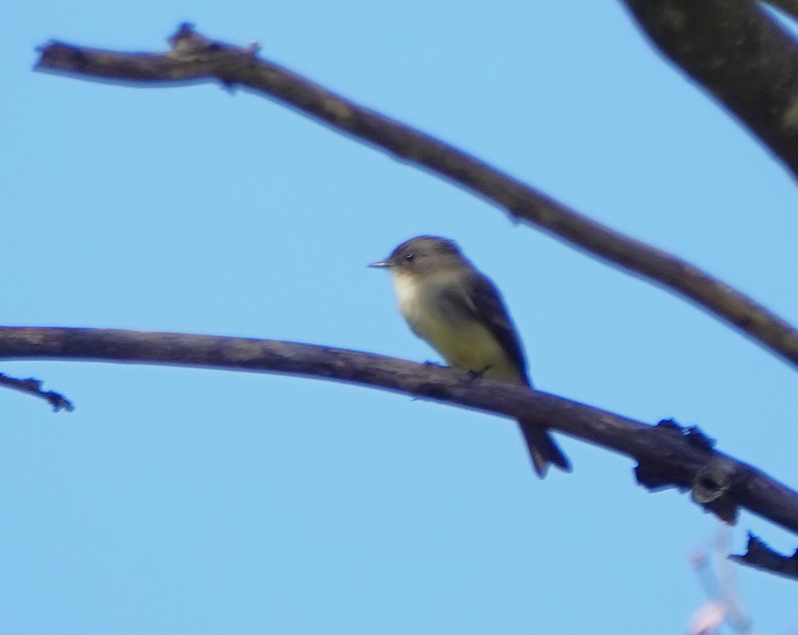 Eastern Phoebe - ML624227292