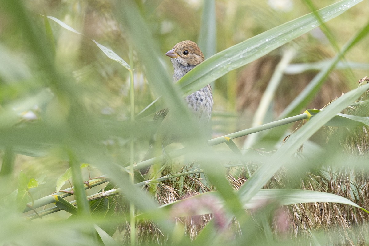 Passerin indigo - ML624227293