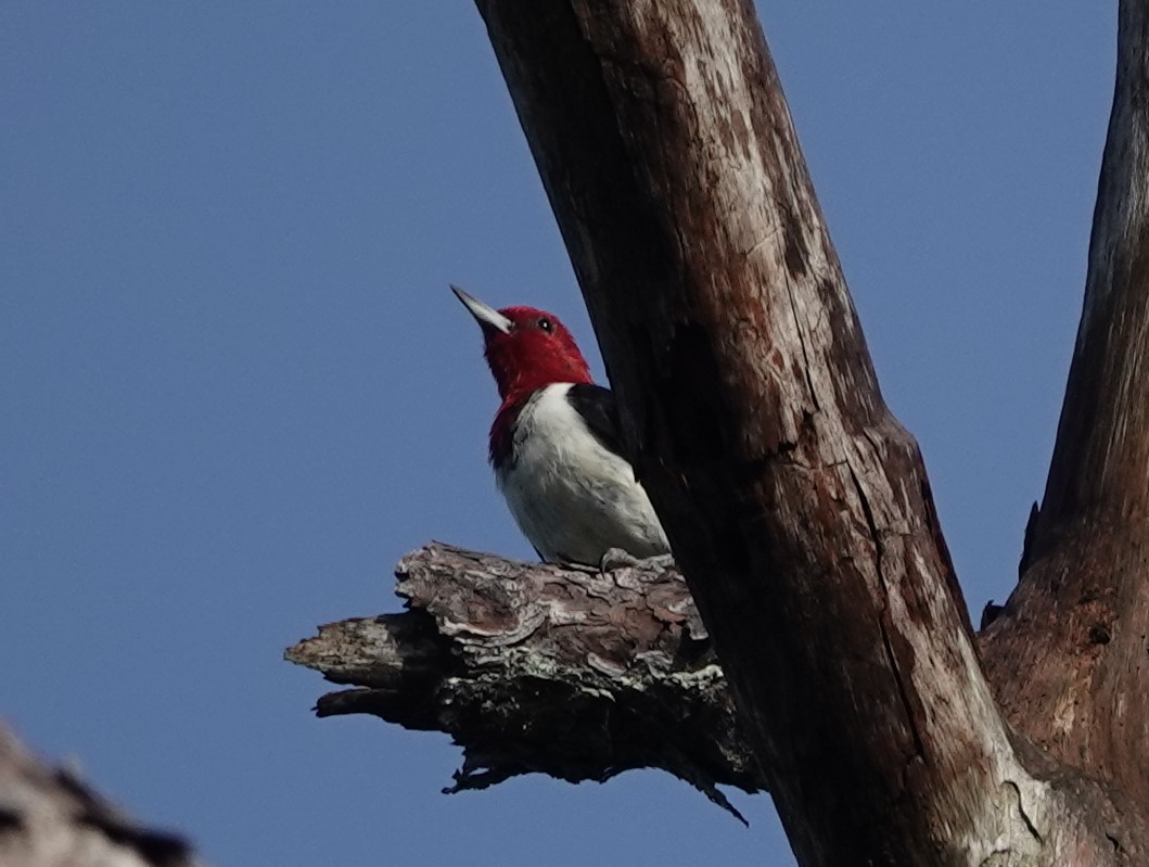 Red-headed Woodpecker - ML624227294