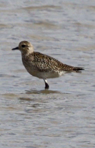 European Golden-Plover - Eileen Rudden