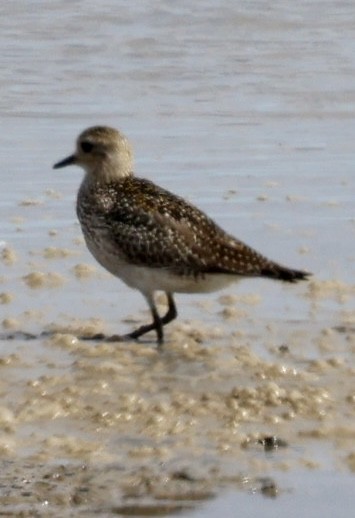 European Golden-Plover - Eileen Rudden