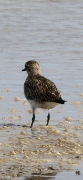 European Golden-Plover - ML624227297