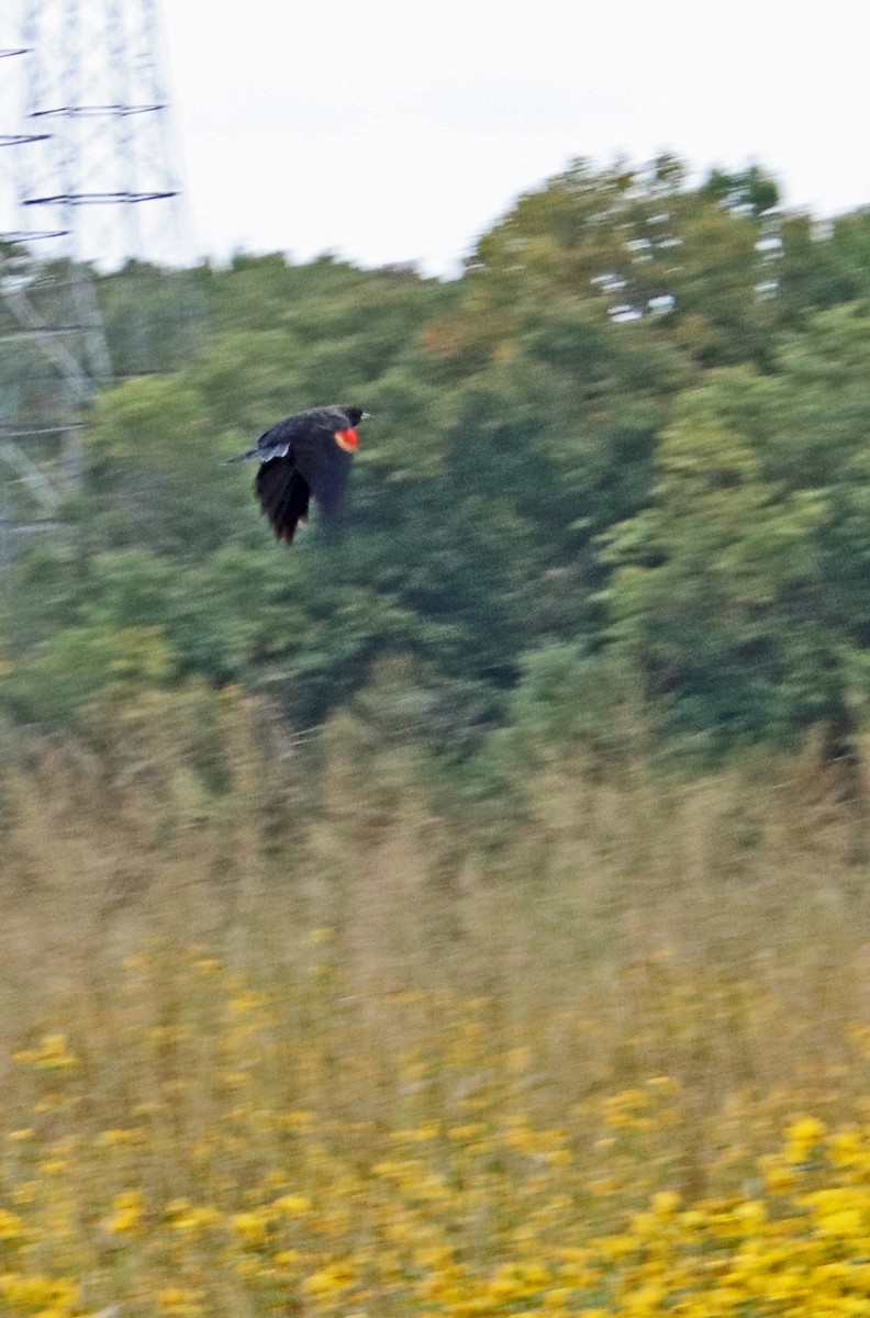 Red-winged Blackbird - ML624227298