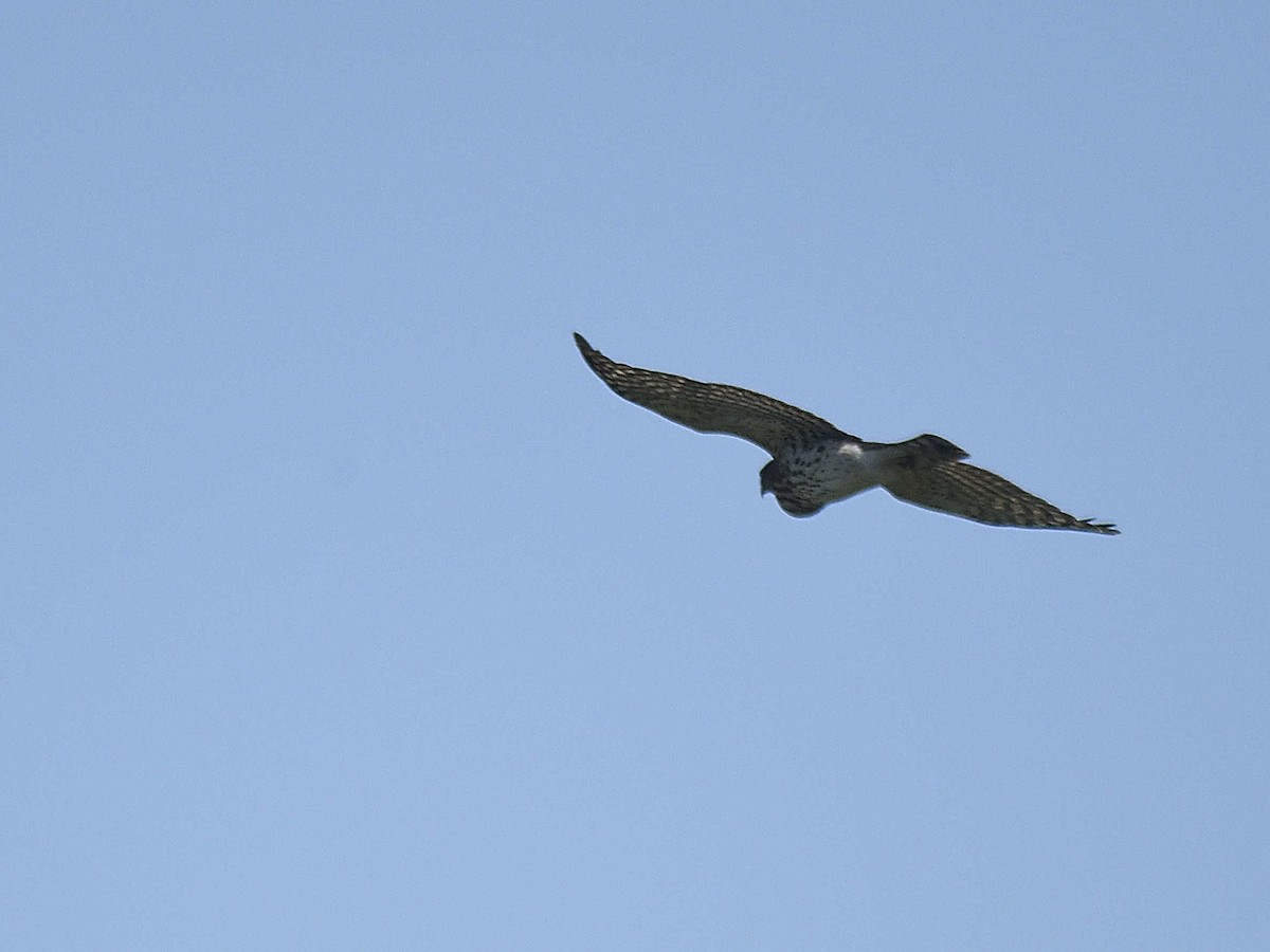 Cooper's Hawk - ML624227300