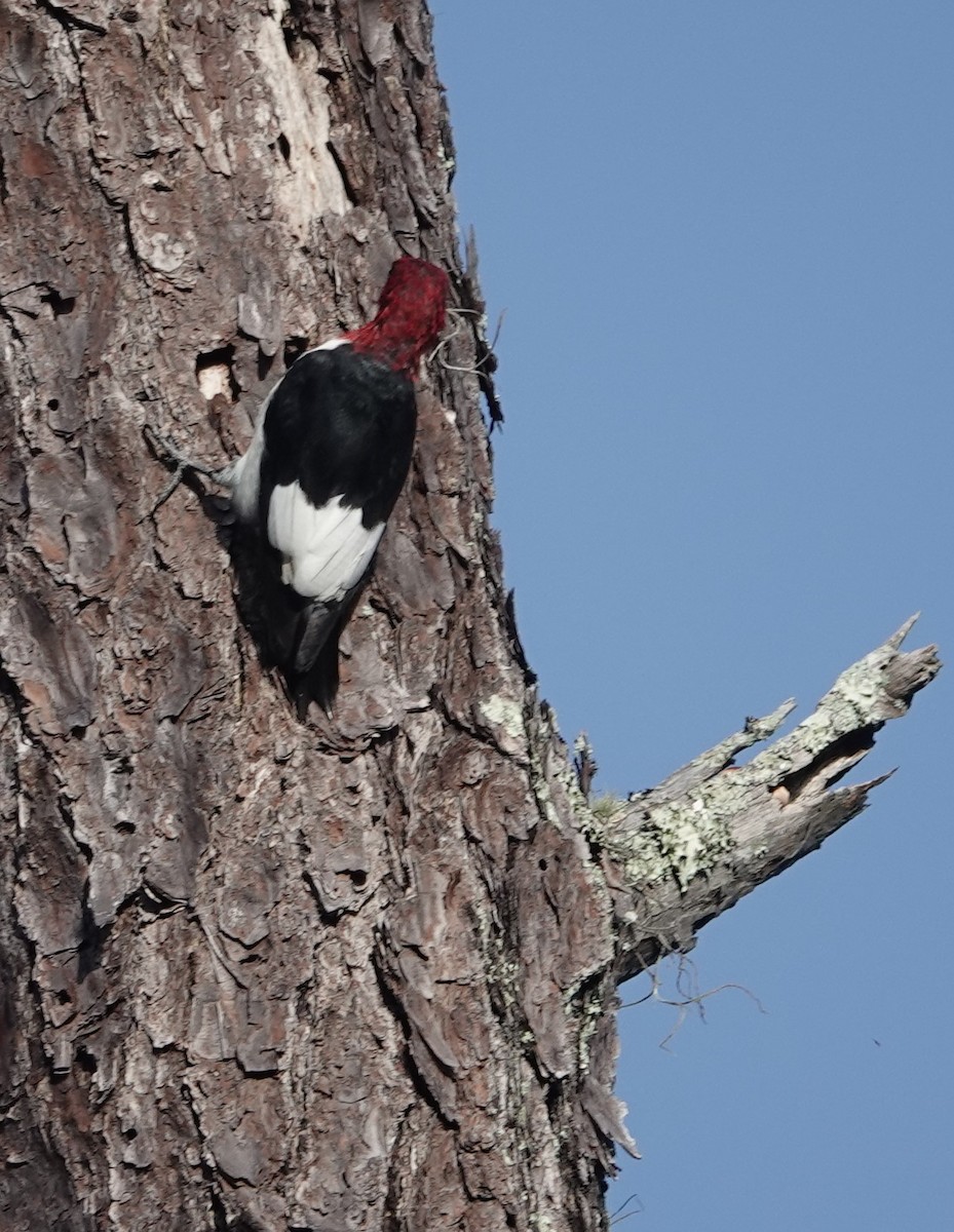 Red-headed Woodpecker - ML624227325