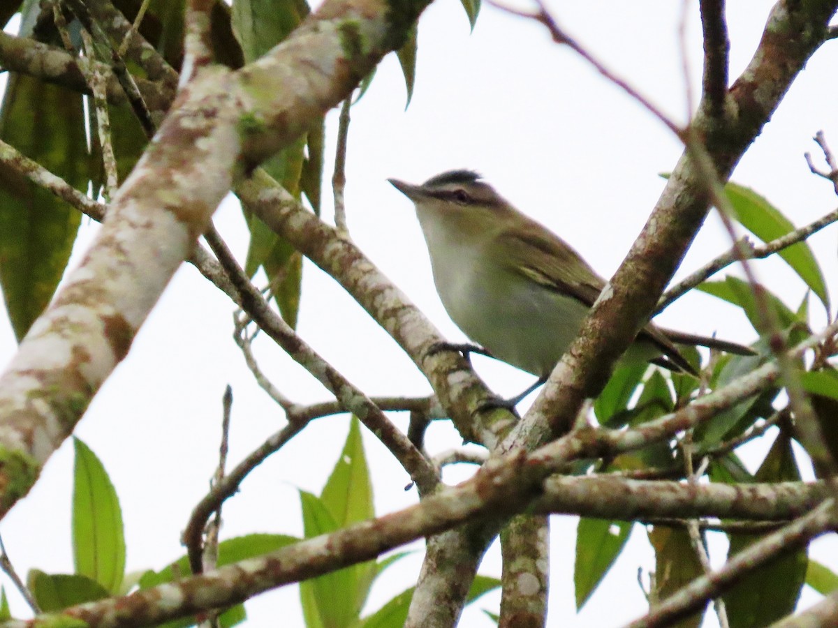 Red-eyed Vireo - ML624227347