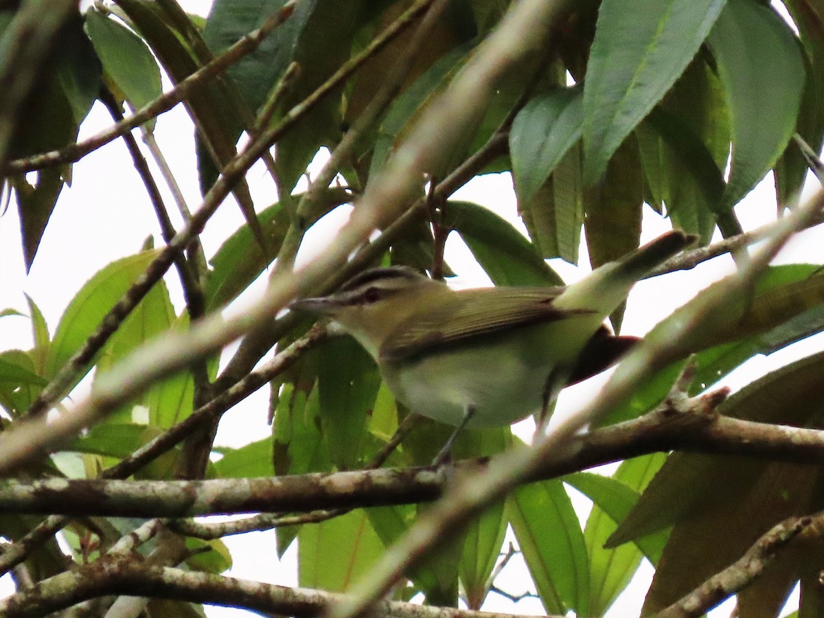 Red-eyed Vireo - ML624227348