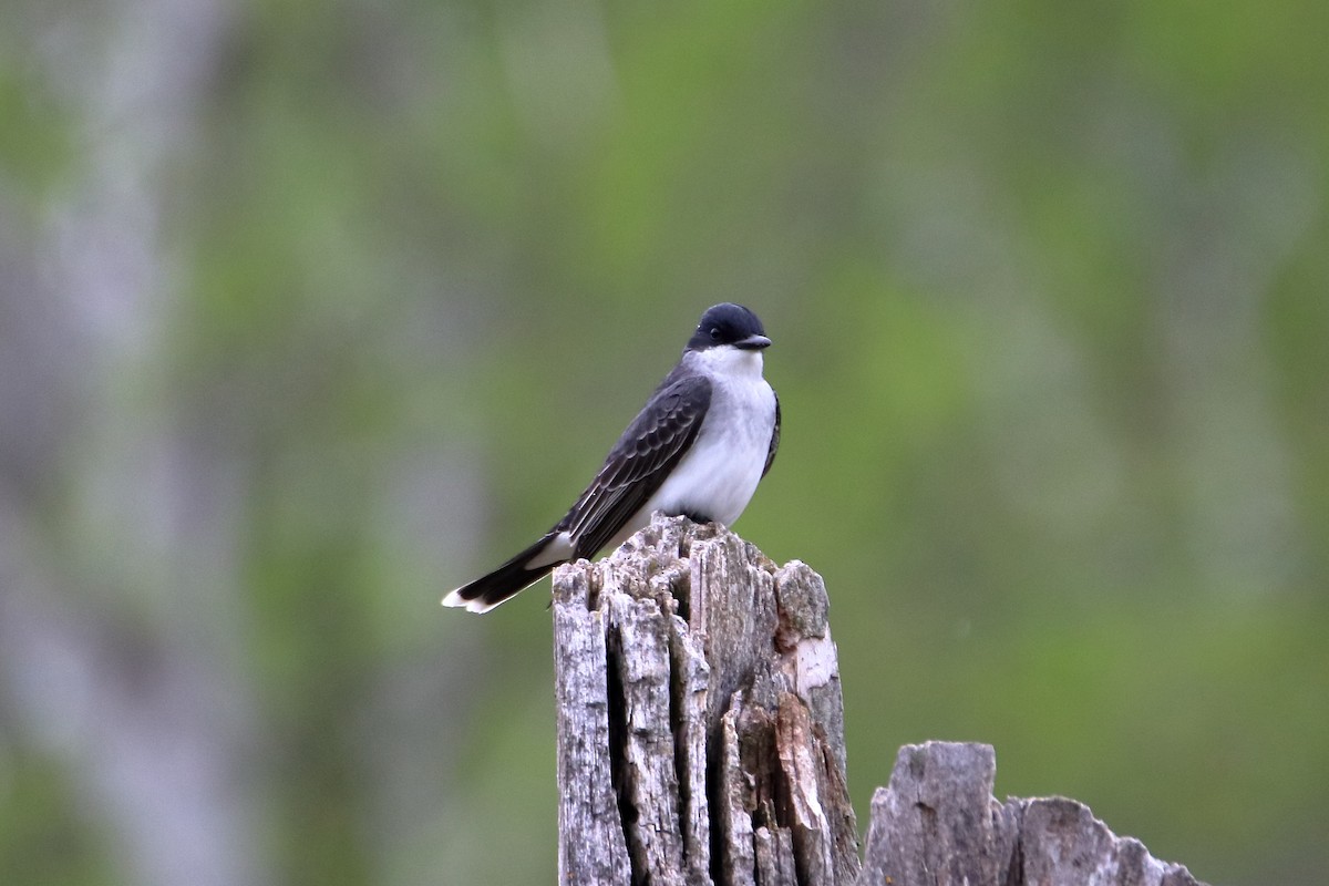 Eastern Kingbird - ML624227349