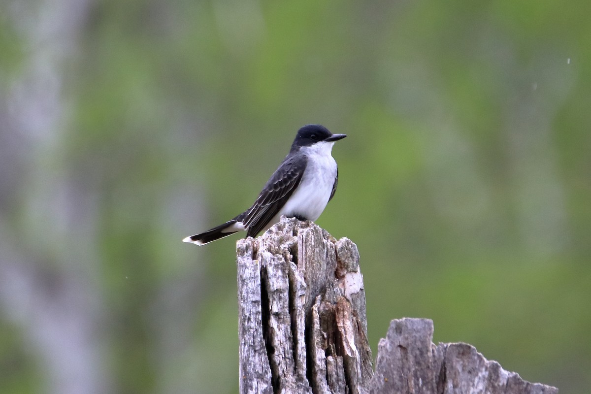 Eastern Kingbird - ML624227350