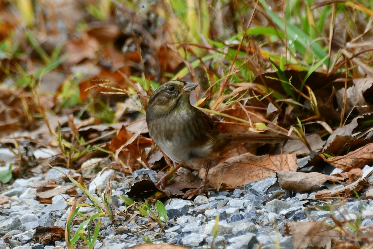 Swamp Sparrow - ML624227351