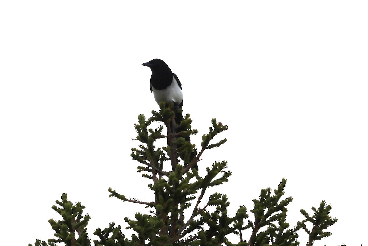 Eurasian Magpie - ML624227352