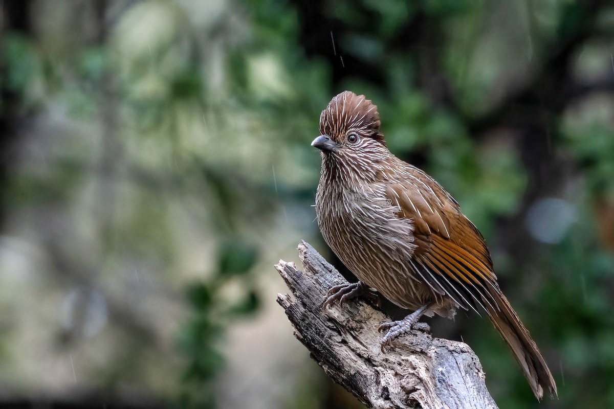 Striated Laughingthrush - ML624227353