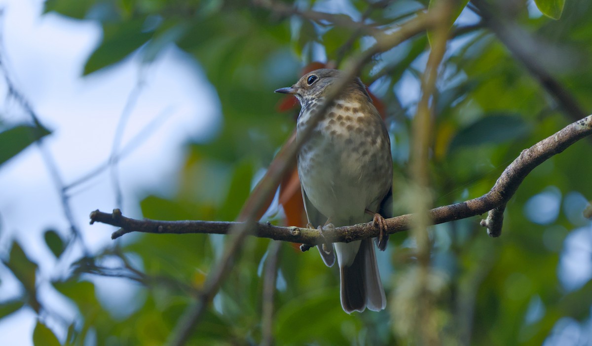 Hermit Thrush - ML624227354