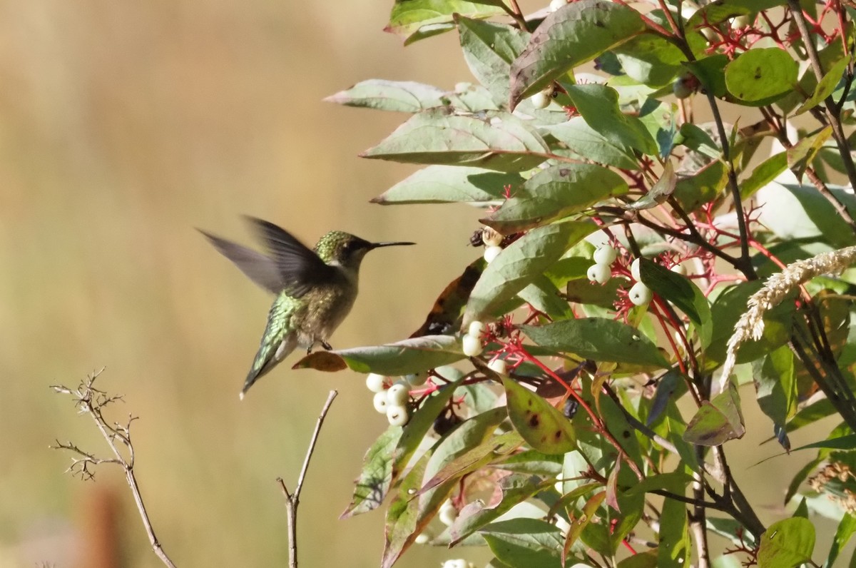 Ruby-throated Hummingbird - ML624227355