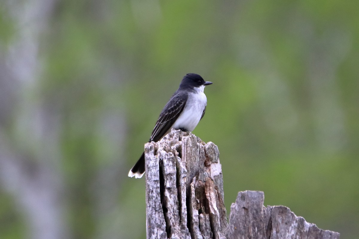 Eastern Kingbird - ML624227356