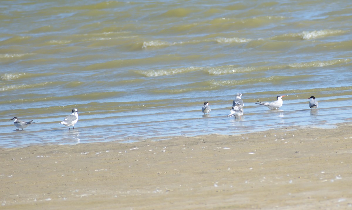 Common Tern - ML624227357