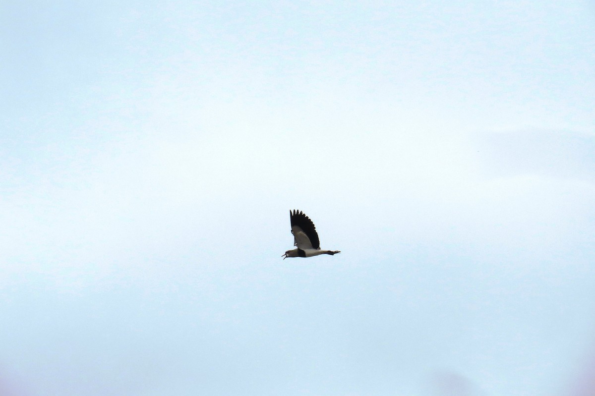 Southern Lapwing - ML624227358