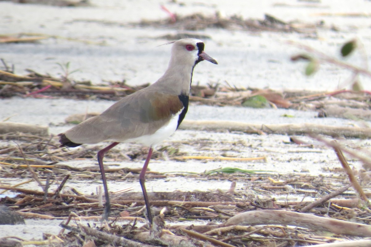 Southern Lapwing - ML624227359