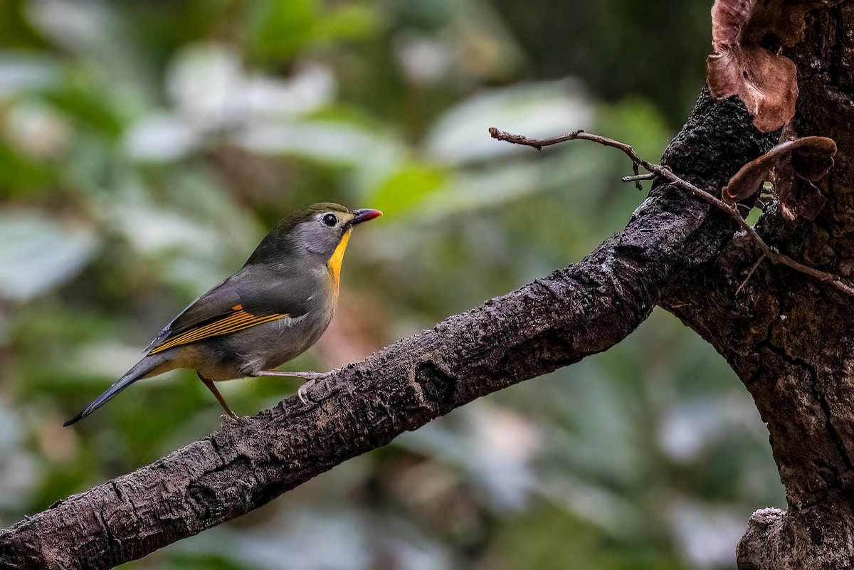 Red-billed Leiothrix - ML624227360