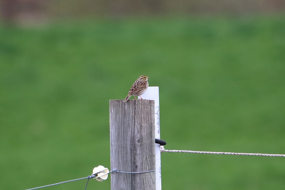 Savannah Sparrow - ML624227361