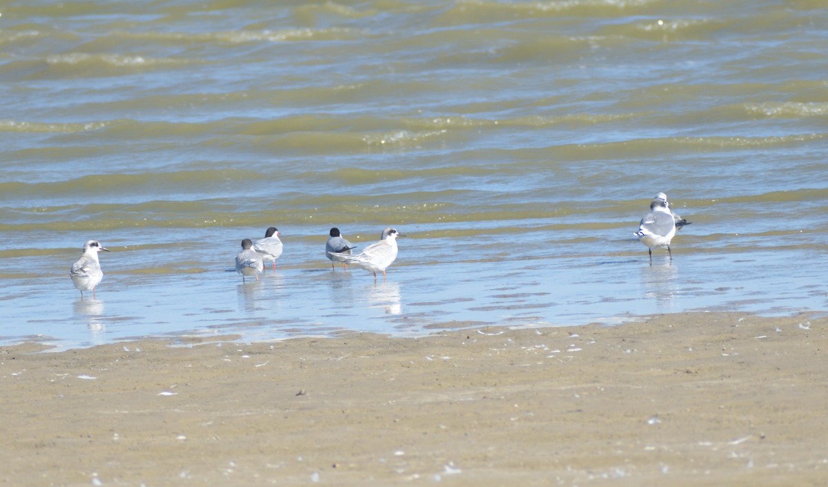 Forster's Tern - ML624227362