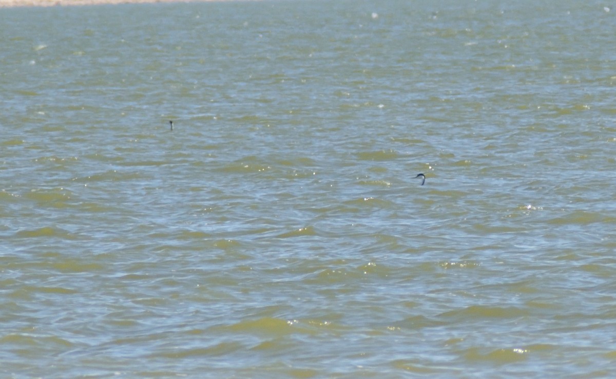 Western Grebe - ML624227367