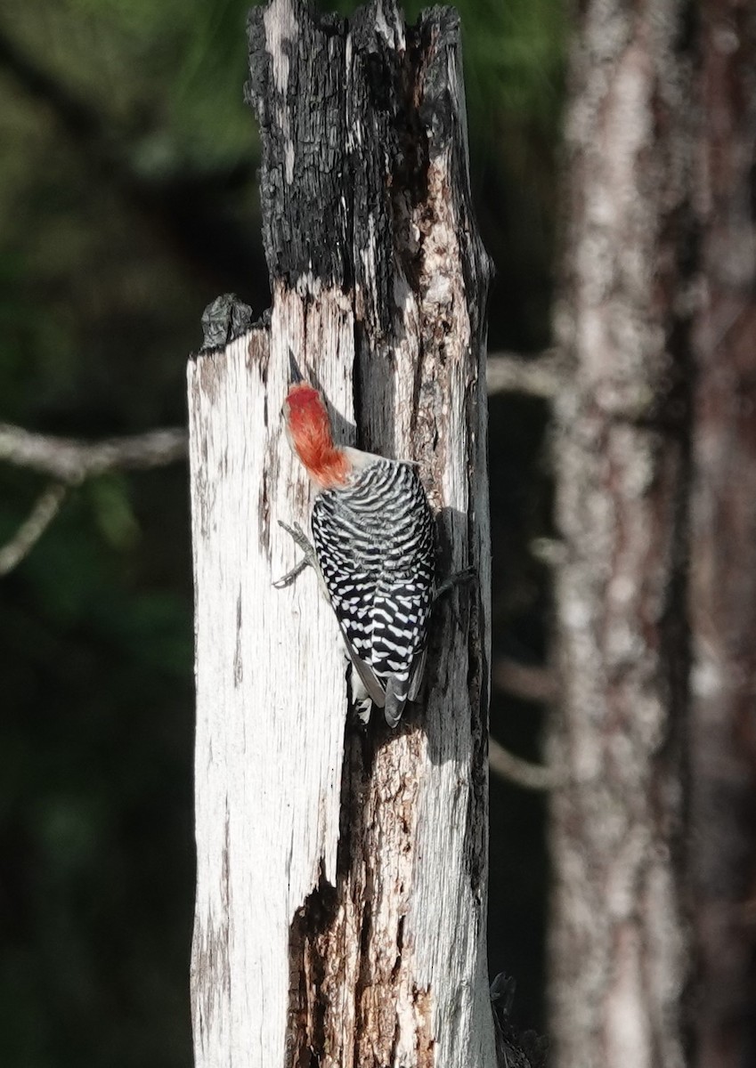 Red-bellied Woodpecker - ML624227368