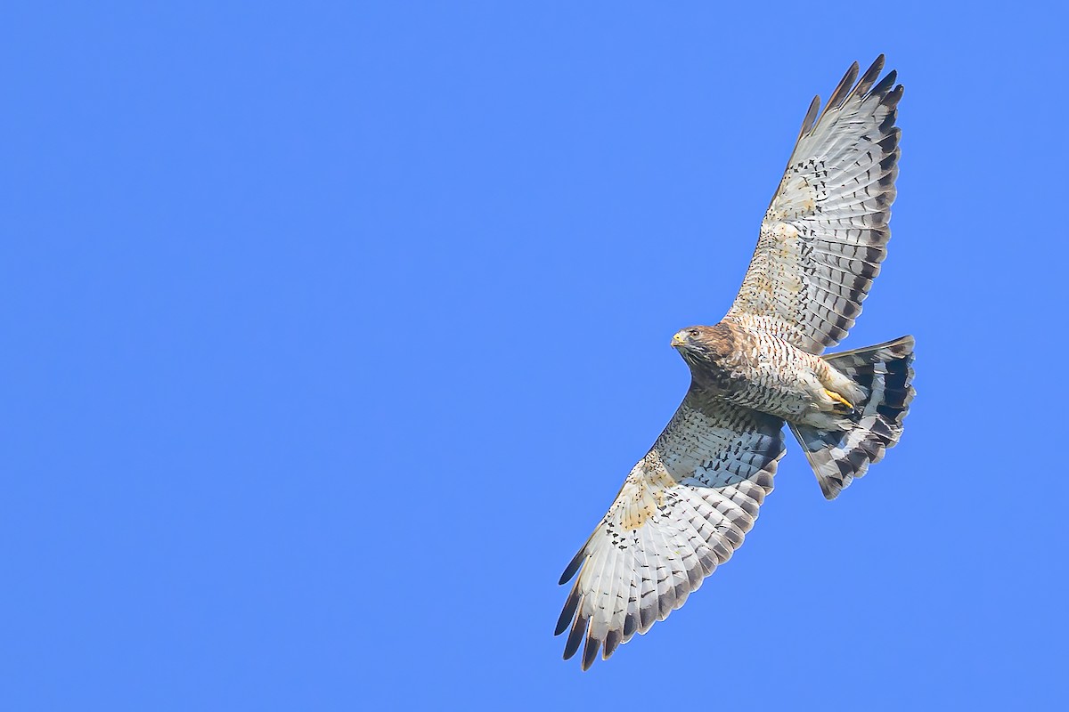 Broad-winged Hawk - ML624227370