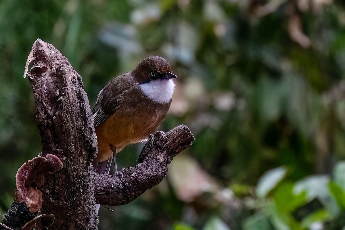 White-throated Laughingthrush - ML624227371