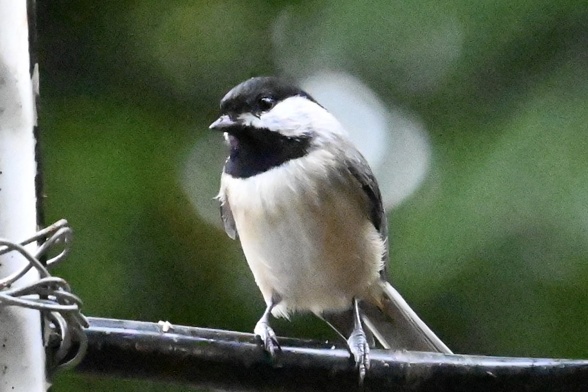 Carolina Chickadee - ML624227372