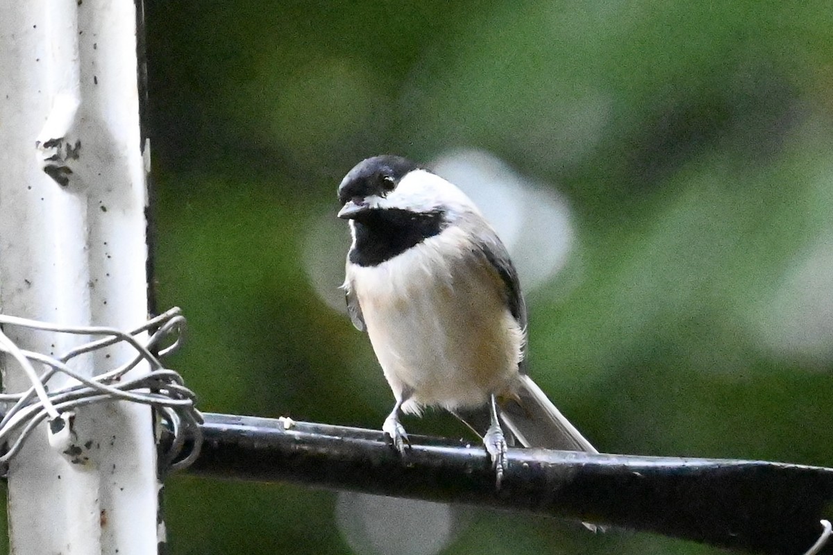 Carolina Chickadee - ML624227373