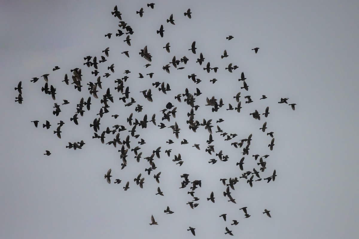 European Starling - Billy Tran