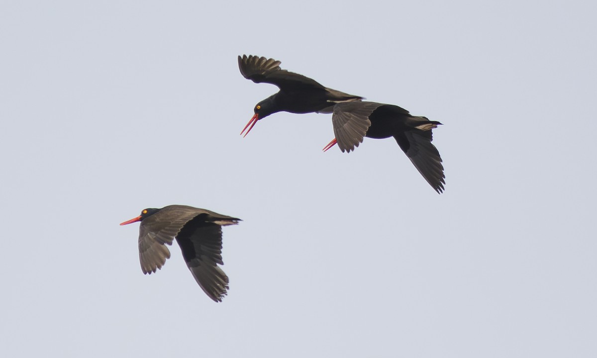 Black Oystercatcher - ML624227377