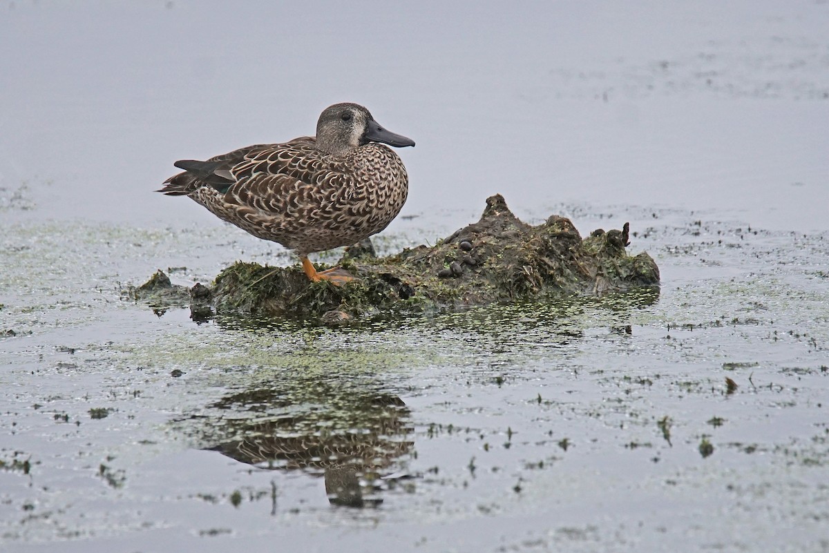 Blue-winged Teal - Doris Guimond et Claude Gagnon