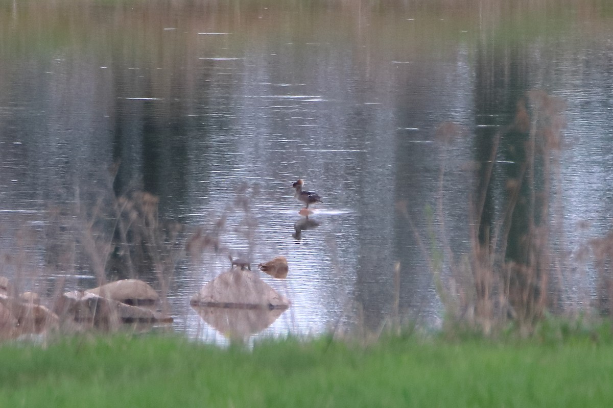 Hooded Merganser - ML624227380